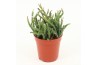 Rhipsalis burchellii Rhipsalis burchelli P5,5 mini
