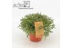 Rhipsalis burchellii Rhipsalis burchelli P10,5 
