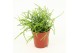 Rhipsalis baccifera oasis Rhipsalis cassutha Oasis P5,5 mini 