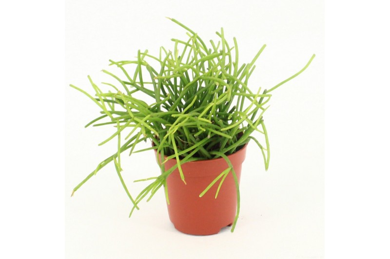 Rhipsalis baccifera oasis Rhipsalis cassutha Oasis P5,5 mini 