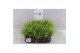 Rhipsalis baccifera oasis Rhipsalis cassutha Oasis P5,5 mini 
