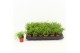 Rhipsalis baccifera oasis Rhipsalis cassutha Oasis P5,5 mini 
