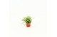 Rhipsalis baccifera oasis Rhipsalis cassutha Oasis P5,5 mini 