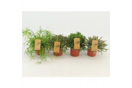 Rhipsalis mix Rhipsalis gemengd P10,5