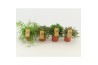 Rhipsalis mix Rhipsalis gemengd P10,5