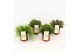 Rhipsalis mix Rhipsalis gemengd P10,5 