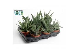 Gasteria mix