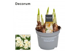 Narcissus abba Narcis Abba 5 per pot