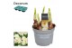 Narcissus abba Narcis Abba 5 per pot 