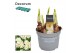 Narcissus abba Narcis Abba 5 per pot 