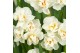 Narcissus abba Narcis Abba 5 per pot 