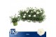 Dianthus dinah Dianthus P12 White TST1 pp 