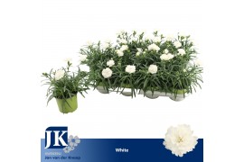 Dianthus dinah Dianthus P12 White TST1 pp