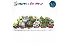 Cactus mix Sierras® - Bilbao Cactus Mix (Exclusive)