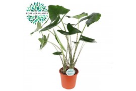 Alocasia zebrina Alocasia Zebrina p24 3 pp