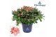 Rhododendron simsii hortinno christine magic Hortinno® Home Christine  