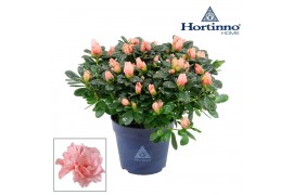 Rhododendron simsii hortinno christine matton Hortinno® Home Christine