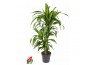 Dracaena fragr. hawaiian sunshine Dracaena Hawaiiana 45-15pp