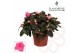 Rhododendron simsii roze Azalea Flandresse® roze 17+ cmcm diameter  pp 