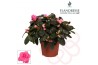 Rhododendron simsii roze Azalea Flandresse® roze 17+ cmcm diameter  pp