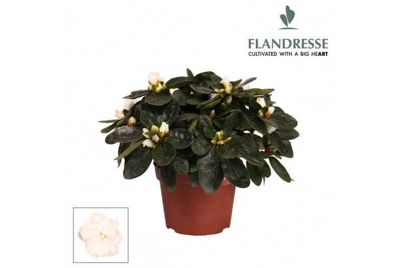 Rhododendron simsii wit Azalea Flandresse® wit 17+ cmcm diameter  pp 