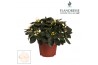 Rhododendron simsii wit Azalea Flandresse® wit 17+ cmcm diameter  pp