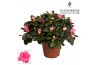 Rhododendron simsii roze Azalea Flandresse® roze 22 - 25 cmcm diameter