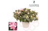 Rhododendron simsii bont Azalea Flandresse® bont 22 - 25 cmcm diameter