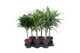 Dracaena mixkar Mix Dracaena stam 30cm P15pp
