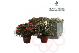 Rhododendron simsii mix Azalea Flandresse® mix tray rood & wit 30 - 32