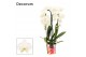 Phalaenopsis wit Phalaenopsis cascade 2 tak wit (Decorum)14 bl. 2 tak/ 