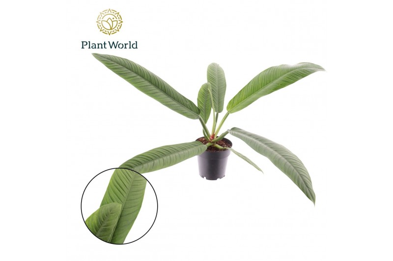 Philodendron Philodendron Campii 1 pp 