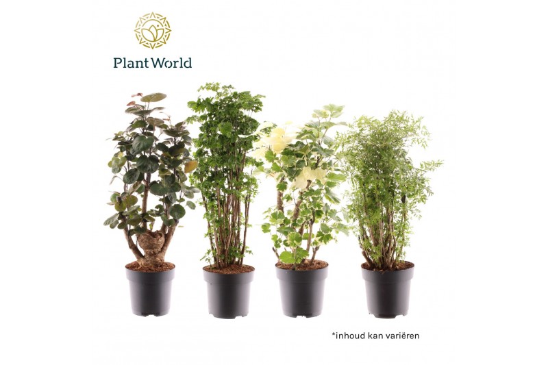 Polyscias Polyscias vertakt gemengd 1 pp 