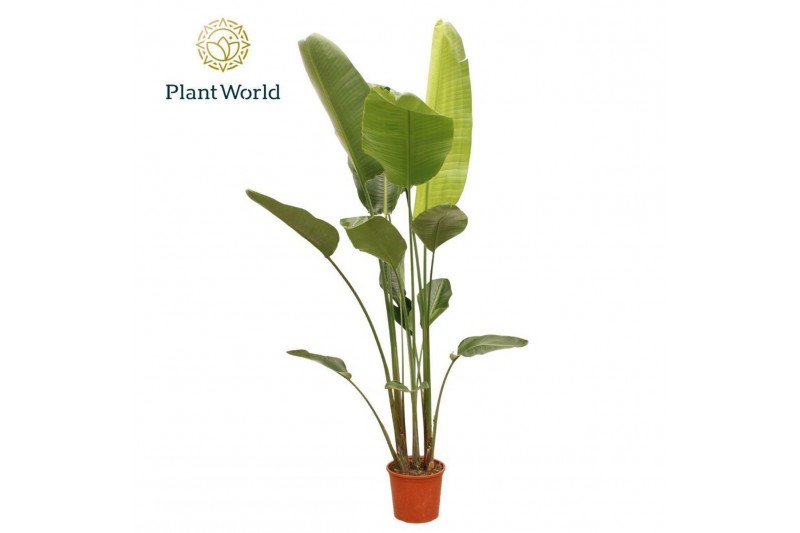 Strelitzia nicolai Strelitzia Nicolai 6 PP (zonder bloem) 225-250 cm 