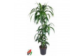 Dracaena fragr. janet craig Dracaena Janet Craig 90-60-30-154 pp