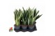 Sansevieria trifasciata Mix Sansevieria p171 pp 
