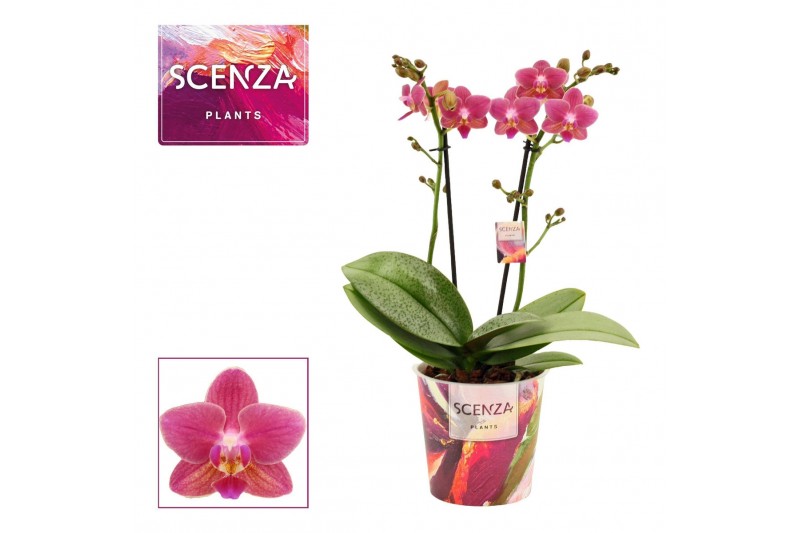 Phalaenopsis multiflora rood Phalaenopsis perfium Amorion - 2 tak - Sc 