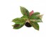 Aglaonema Aglaonema Night Sparkle2 pp 