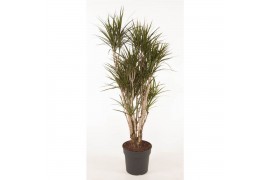 Dracaena marginata Dracaena Marginata1 pp