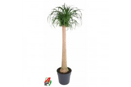 Beaucarnea recurvata Beaucarnea stam1 tak/plnt 1 pp