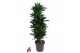 Dracaena fragr. compacta green jewel Dracaena Green Jewel1 pp 