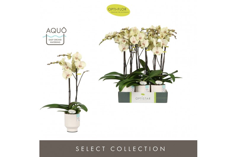 Phalaenopsis geel Optistar Turner 2 spike in Emilia White Aquo 15 bl.  