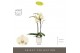 Phalaenopsis geel Optistar Turner 2 spike in Emilia White Aquo 15 bl.  