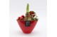 Arrangementen hippeastrum HXFD-2506R Xmas Amaryllis Fundamentals 1 pp 