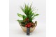 Arrangementen kamerplanten BAXM-2520R Xmas Fundamentals 5 pp 