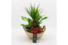 Arrangementen kamerplanten BAXM-2520R Xmas Fundamentals 5 pp