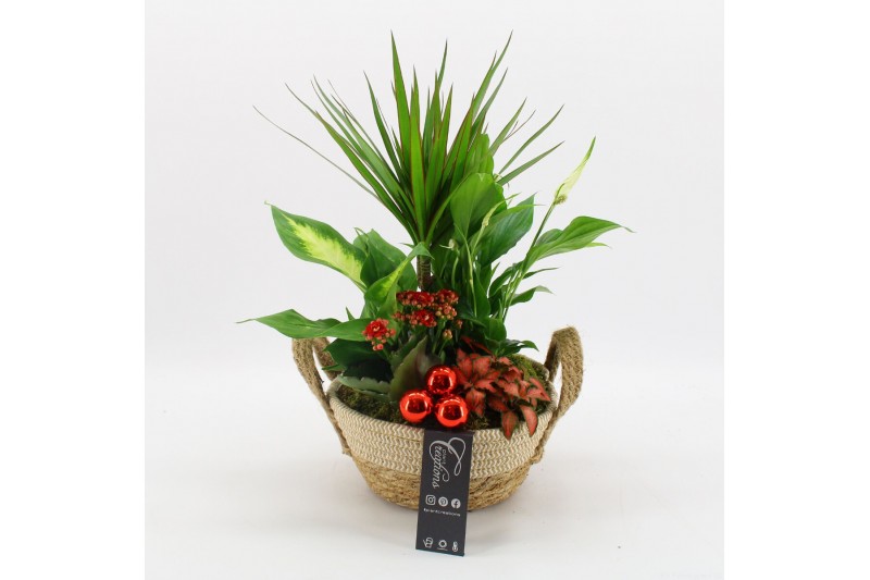 Arrangementen kamerplanten BAXM-2520R Xmas Fundamentals 5 pp 