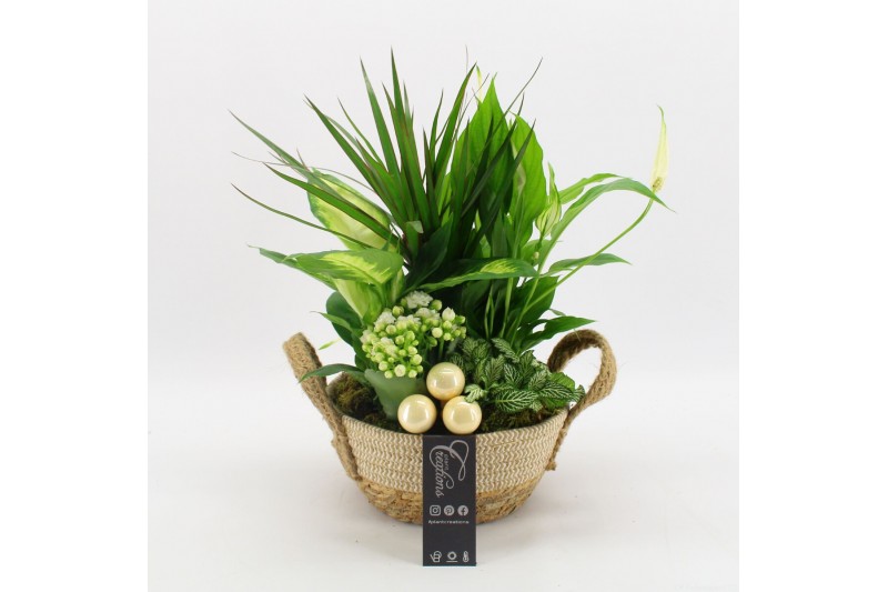 Arrangementen kamerplanten BAXM-2520W Xmas Fundamentals 5 pp 