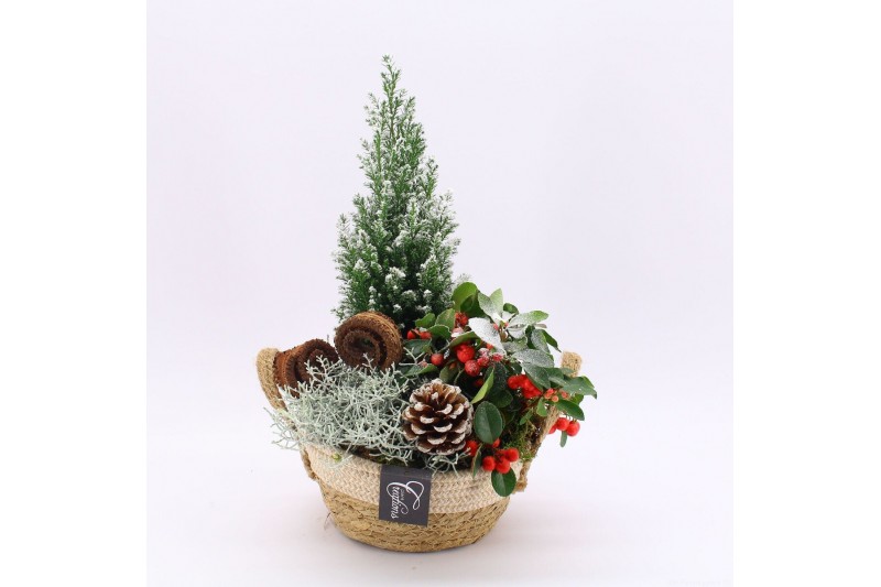 Arrangementen gaultheria GACR-2522 Gaultheria creatie 3 pp 