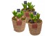 Arrangementen hyacinthus Hyacint Basket & Leather Label HL12980 [PURE] 